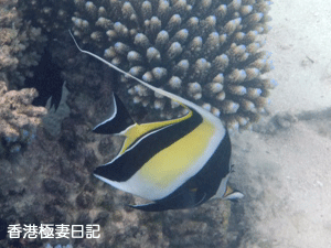 f0190653_9481469.gif