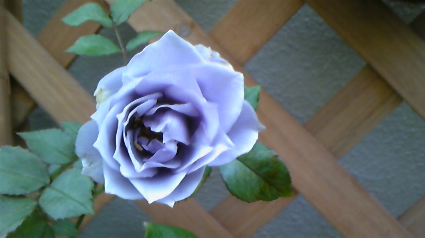 c0202870_1391486.jpg