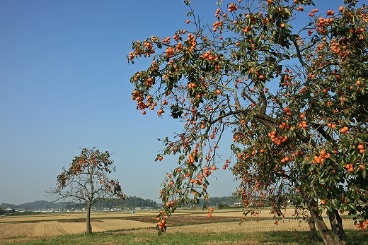 e0190885_20343688.jpg