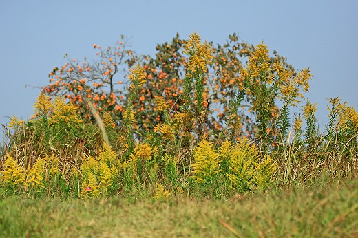 e0190885_20351079.jpg