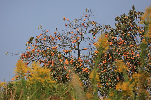 e0190885_20351711.jpg
