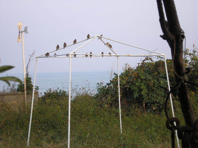 e0113787_19869.jpg