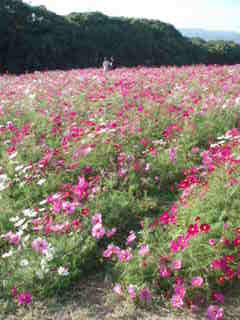 e0106098_23455627.jpg