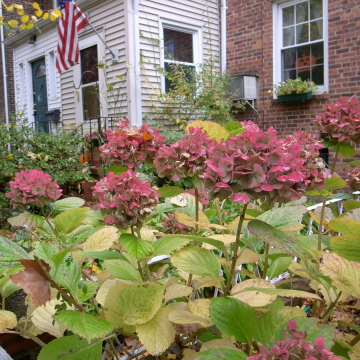 e0039002_152119.jpg