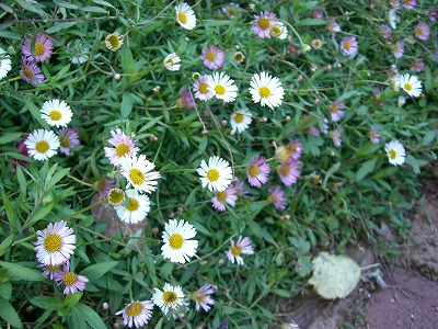 c0117007_20221097.jpg