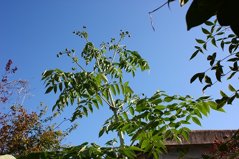 c0116312_14445030.jpg