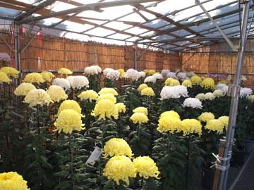 c0039736_2256435.jpg