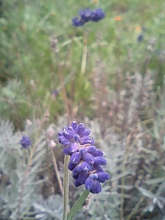 c0117239_12184596.jpg