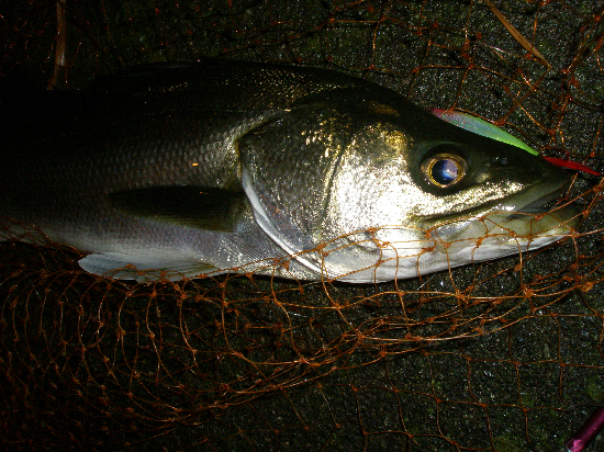 f0150151_10144386.jpg