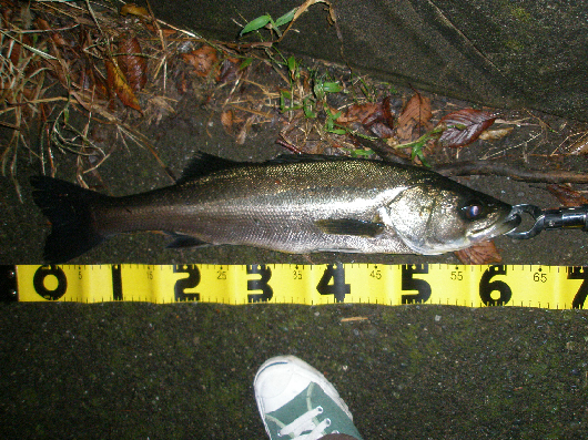 f0150151_1015852.jpg