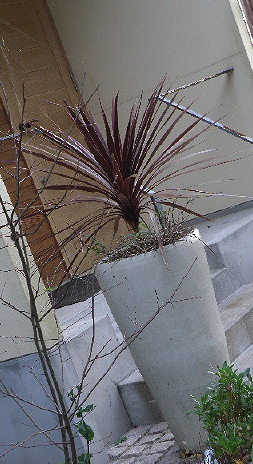 e0184558_7444172.jpg