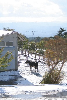 e0068962_21353395.jpg