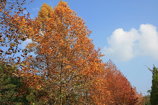 e0190885_198389.jpg
