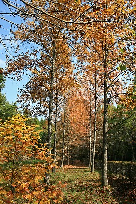 e0190885_1984739.jpg