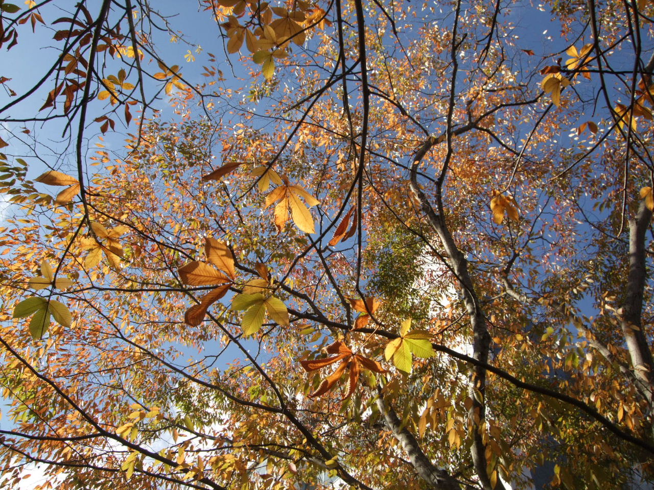 f0100593_1662542.jpg