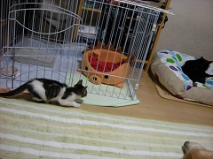 c0145016_1710116.jpg