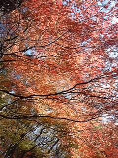 a0126128_12405295.jpg