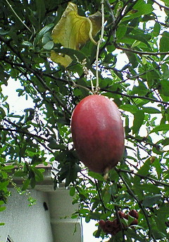 f0161834_2231873.jpg