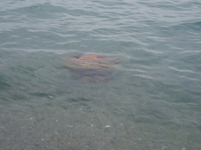 c0194535_12564821.jpg