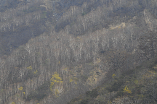c0093046_1145422.gif