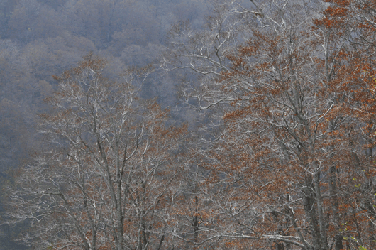 c0093046_11455769.gif