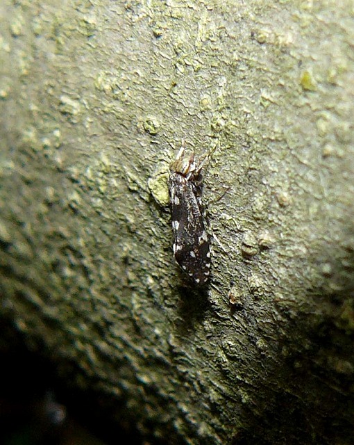 d0019074_17412423.jpg