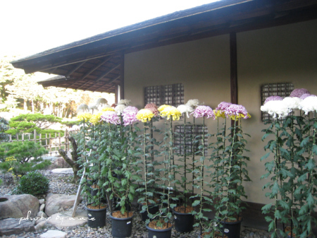 c0175715_167840.jpg