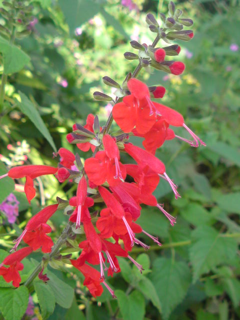 e0016828_1074869.jpg
