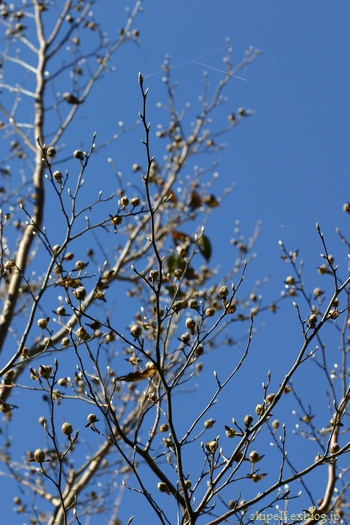 c0134734_0311287.jpg