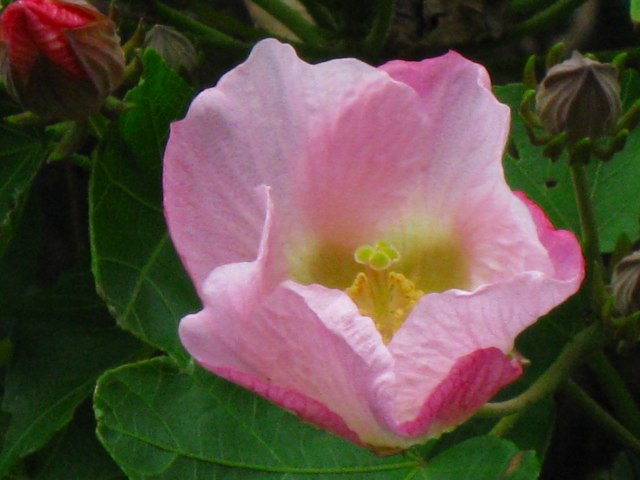 e0062635_11181965.jpg