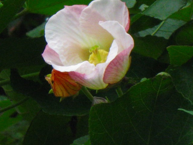 e0062635_11323189.jpg