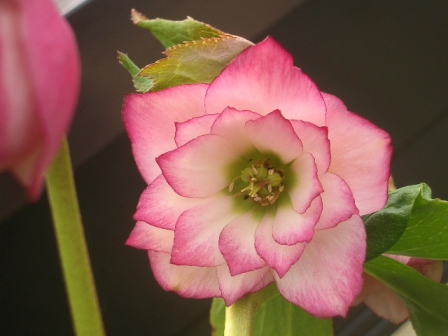 c0025140_21463718.jpg