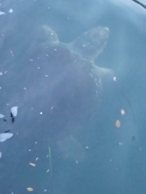 e0158841_16314740.jpg