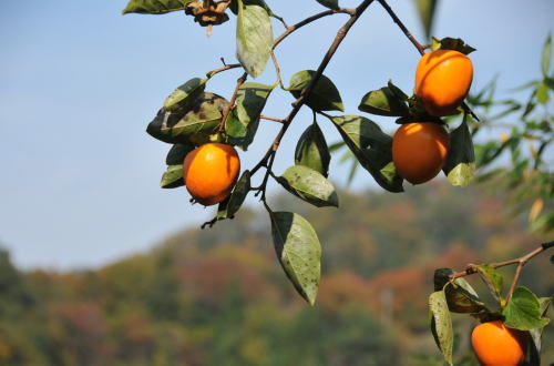 f0094843_1216572.jpg