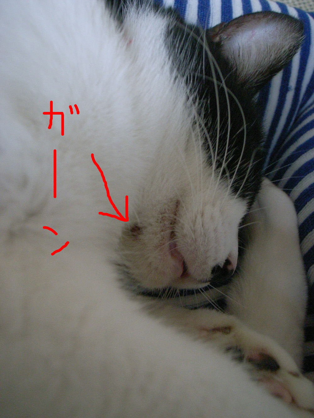 c0138553_13224334.jpg