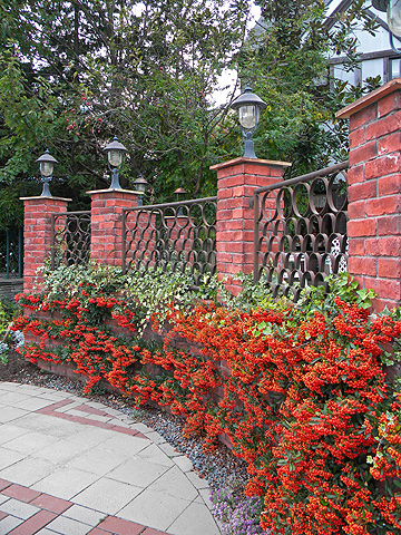 a0001354_20251186.jpg