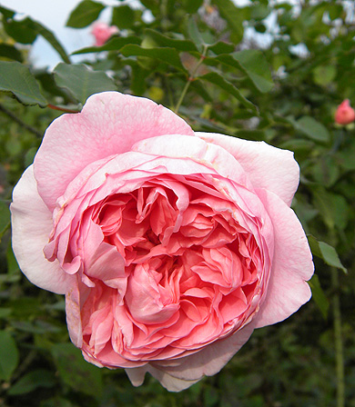 a0001354_20255755.jpg