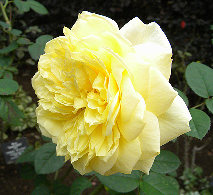 a0001354_20261720.jpg