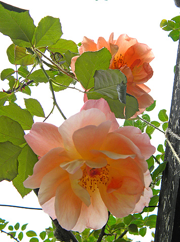 a0001354_20263077.jpg