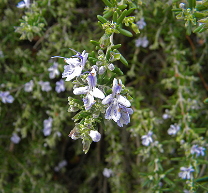 a0001354_20265980.jpg