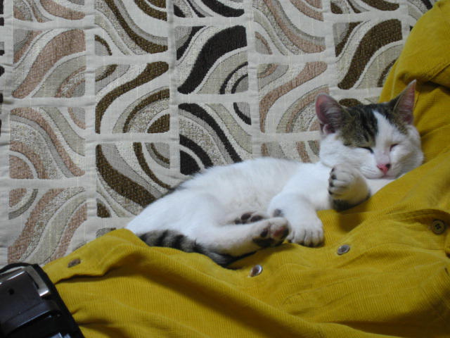 d0070473_20153781.jpg