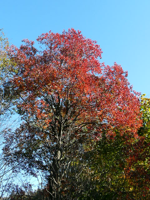 e0145782_17271789.jpg