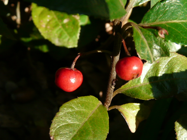 e0145782_17303155.jpg