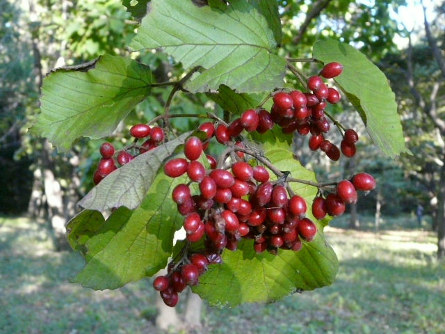 e0145782_17305122.jpg