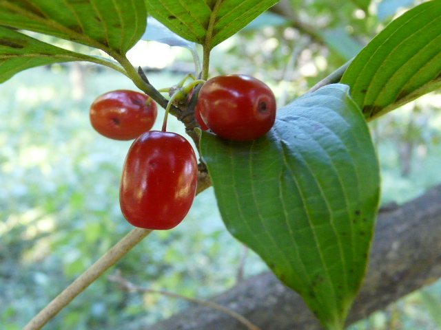 e0145782_1730910.jpg