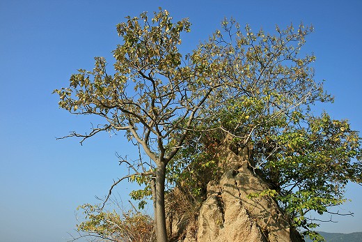 e0190885_2033113.jpg