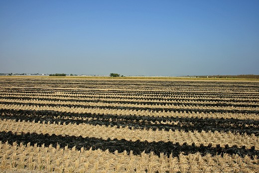 e0190885_2036324.jpg