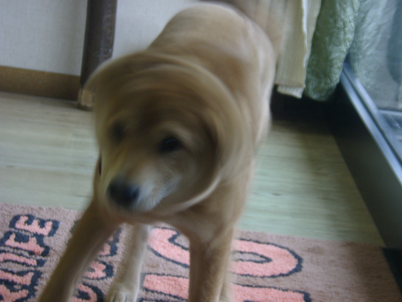 e0086292_17482999.jpg