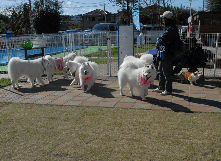 e0018604_13231618.gif
