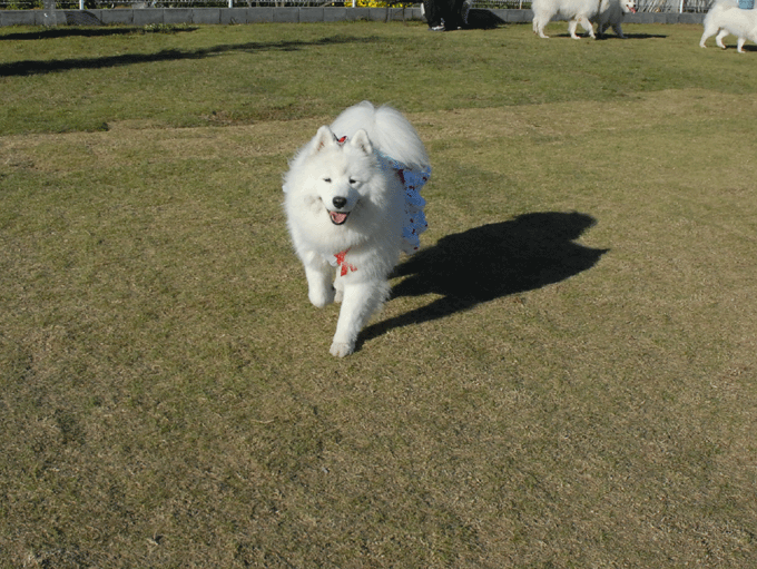 e0018604_1326572.gif